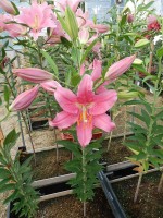 [4344 Monferrato VH No01.JPG]